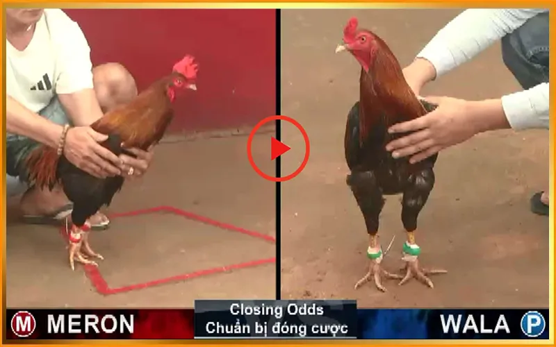 Góc quay thực tế tại trận đá gà BUBET live rõ từng cú cựa