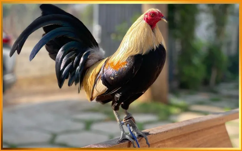 Chế độ ăn và chăm sóc khoa học giúp gà tre giữ sức bền cho nhiều hiệp đấuAlt: Sư kê chăm sóc gà tre chiến với chế độ ăn và tắm nắng hợp lý