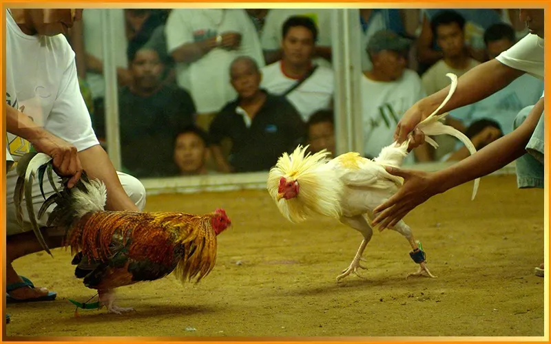Đá gà tre nổi bật nhờ tốc độ ra đòn và khả năng xoay trở linh hoạtAlt: Trận đá gà tre tốc độ cao giữa 2 chiến kê