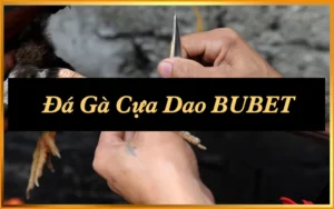 Đá Gà Cựa Dao: 3 Điểm Khác Biệt So Với Truyền Thống