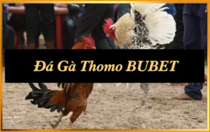 Đá Gà Thomo Campuchia: 2 Luật Thi Đấu Quan Trọng